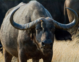 Cape Buffalo Africa